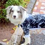 お父さんと散歩中、公園の異変に気付いた犬→『お水ないね』と問いかけたら…まさかの行動が39万再生「犬卒業したのかな」「天才過ぎる」と驚き(ブログ)