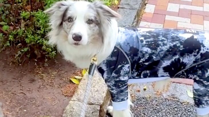 お父さんと散歩中、公園の異変に気付いた犬→『お水ないね』と問いかけたら…まさかの行動が39万再生「犬卒業したのかな」「天才過ぎる」と驚き(ブログ)