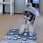 会話ボタンで『トイレが汚れた』と伝えてくる犬…まさかの『本当に伝えたかったこと』に衝撃「賢すぎてびっくり」「考えてるの天才」と20万再生(ブログ)