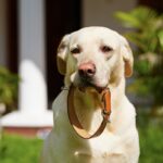 犬が命を落としかねない『首輪』３つの特徴　危険なトラブルを防ぐための適切な選び方とは(ブログ)
