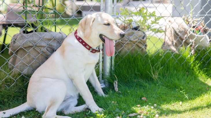 犬が夏にかかりやすい『病気』6選　見逃したくない危険な症状や今からできる対策まで(ブログ)
