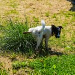 犬が『おしっこをした後』にしがちな５つの行動　愛犬の仕草の理由から注意すべきポイントまで(ブログ)