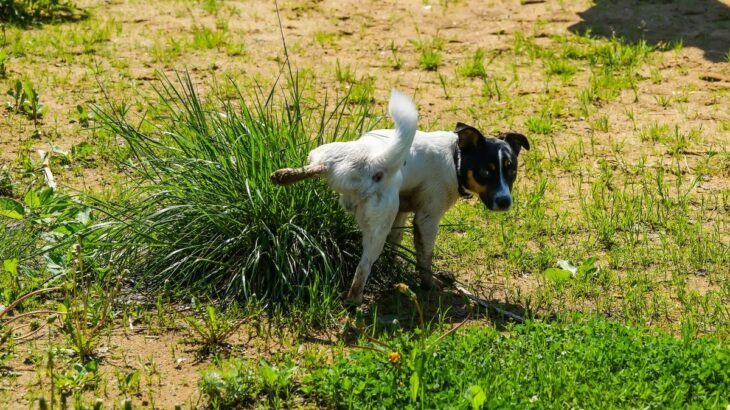 犬が『おしっこをした後』にしがちな５つの行動　愛犬の仕草の理由から注意すべきポイントまで(ブログ)