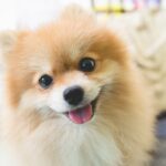 小型犬の体重って何キロまで？人気犬種別の目安をわかりやすく解説(ブログ)