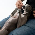 犬の『寝床の位置』からわかる心理4選　飼い主さんを信頼しているときの寝る場所とは？(ブログ)