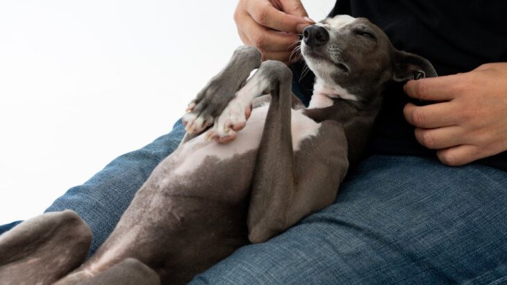 犬の『寝床の位置』からわかる心理4選　飼い主さんを信頼しているときの寝る場所とは？(ブログ)