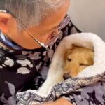 おばあちゃんが犬を抱っこ→寝かしつけをして…あまりにも尊い『赤ちゃんのような光景』が56万再生「ほっこりした」「可愛いの渋滞」と反響(ブログ)