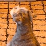 朝、テレビで『ワンコの番組』が始まると犬が起きてきて…もはや人間のような『まさかの光景』が84万再生「最後かわいすぎ」「おすわり偉い」(ブログ)