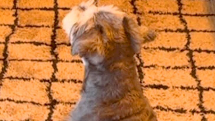 朝、テレビで『ワンコの番組』が始まると犬が起きてきて…もはや人間のような『まさかの光景』が84万再生「最後かわいすぎ」「おすわり偉い」(ブログ)