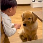 大型犬2匹にりんごをあげる男の子→『マテしている』と思ったら…どう見ても『待ちきれない様子』に反響「断食でもしてたんかｗ」「我慢偉い」(ブログ)