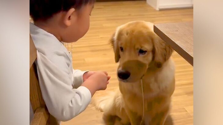 大型犬2匹にりんごをあげる男の子→『マテしている』と思ったら…どう見ても『待ちきれない様子』に反響「断食でもしてたんかｗ」「我慢偉い」(ブログ)