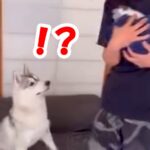 公園で拾った子猫を大型犬に会わせてみたら…気付いた瞬間に見せた『予想以上の反応』が509万再生「すごい興奮ｗ」「一瞬固まっててかわいい」(ブログ)