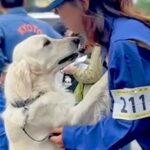 競技本番を控えた警察犬→『かっこよく待機する』かと思ったら…ほっこりが止まらない『まさかの光景』が254万再生「オンとオフ」「可愛すぎ」(ブログ)