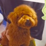 愛想がなく８ヶ月売れ残った『ボサボサ犬』→家族の反対を押し切って飼った結果…半年後の『嘘のような現在』が16万再生「待ってたんだね」(ブログ)