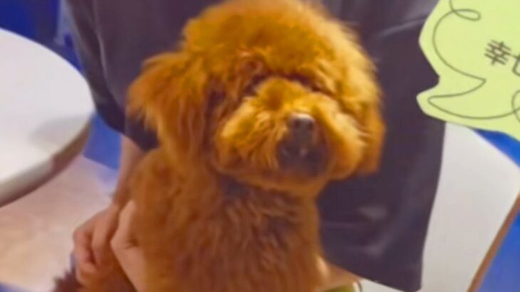 愛想がなく８ヶ月売れ残った『ボサボサ犬』→家族の反対を押し切って飼った結果…半年後の『嘘のような現在』が16万再生「待ってたんだね」(ブログ)