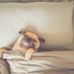 犬がみせる『人間みたいな行動や仕草』6つ　飼い主に似てきている？考えられる理由とは(ブログ)
