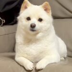 『バースデーソング』を犬に歌ってみた結果→１年前のことを覚えていて…頭がよすぎる『まさかの反応』が148万再生「顔が優勝」「賢い」と絶賛(ブログ)