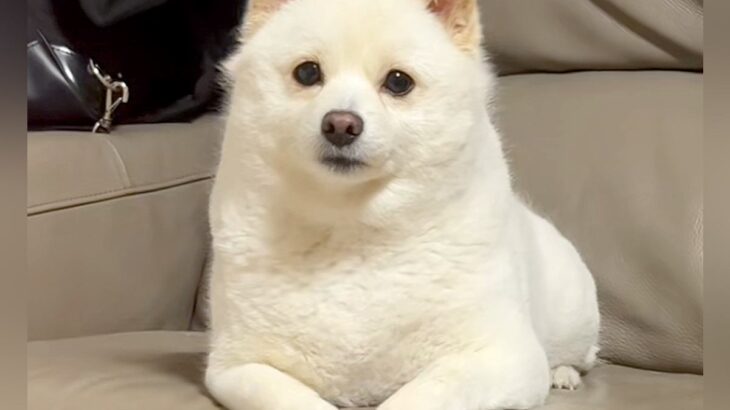 『バースデーソング』を犬に歌ってみた結果→１年前のことを覚えていて…頭がよすぎる『まさかの反応』が148万再生「顔が優勝」「賢い」と絶賛(ブログ)