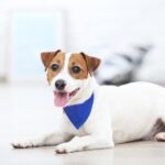 室内犬の寿命を縮める『絶対NG行為』5選　重大な事故や怪我に繋がる可能性も…(ブログ)