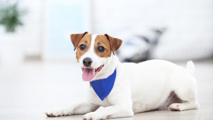 室内犬の寿命を縮める『絶対NG行為』5選　重大な事故や怪我に繋がる可能性も…(ブログ)