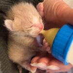 会社で見つけた『体重わずか117グラムの赤ちゃん猫』を保護→必死に生きようとする姿を見た犬が…種族を超えた『尊い光景』に18万再生の反響(ブログ)