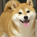 体調を崩して寝込んでいたら、犬が布団に…思いもよらなかった『まさかの行動』が泣けると17万いいね「素敵な気遣い」「感動した」と称賛(ブログ)