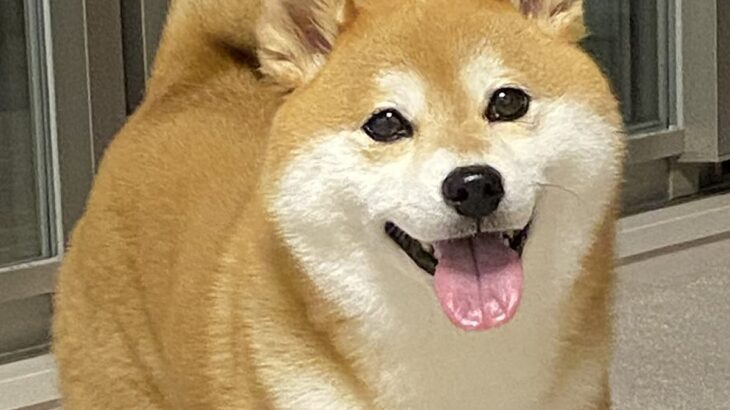 体調を崩して寝込んでいたら、犬が布団に…思いもよらなかった『まさかの行動』が泣けると17万いいね「素敵な気遣い」「感動した」と称賛(ブログ)