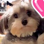 生まれつき心臓が悪く『売れないから』と捨てられた犬をお迎え→獣医からは余命一年宣告をされ…涙が止まらない『現在の光景』が31万再生(ブログ)