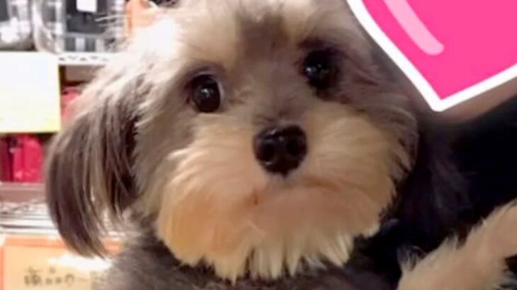 生まれつき心臓が悪く『売れないから』と捨てられた犬をお迎え→獣医からは余命一年宣告をされ…涙が止まらない『現在の光景』が31万再生(ブログ)