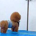 お母さんが外に出ていったら、犬がドアの前で待ち続け…想定外の展開で見せた『愛おしい反応』が42万再生「見上げてるのたまらん」「健気」(ブログ)