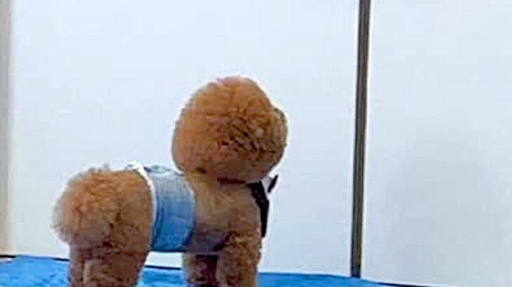 お母さんが外に出ていったら、犬がドアの前で待ち続け…想定外の展開で見せた『愛おしい反応』が42万再生「見上げてるのたまらん」「健気」(ブログ)