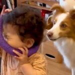 犬のおもちゃで遊ぶ小さな女の子→気付いた犬が…優しすぎる『まるで本当の兄のような行動』に反響「どっちも優しい」「思いやりだね」(ブログ)
