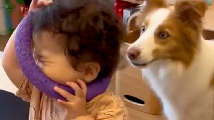 犬のおもちゃで遊ぶ小さな女の子→気付いた犬が…優しすぎる『まるで本当の兄のような行動』に反響「どっちも優しい」「思いやりだね」(ブログ)
