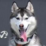 北海道観光をしたハスキー犬→記念写真を撮った位置が絶妙で…思いがけない『奇跡の1枚』に9万6000いいね「間違ってはないｗ」「声出た」(ブログ)