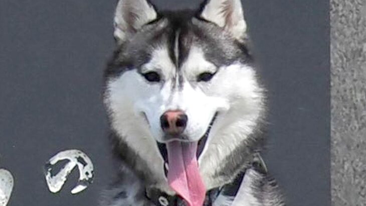 北海道観光をしたハスキー犬→記念写真を撮った位置が絶妙で…思いがけない『奇跡の1枚』に9万6000いいね「間違ってはないｗ」「声出た」(ブログ)