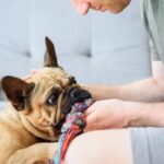 犬がストレス発散できる『室内遊び』3選　楽しく安全に遊ぶためのコツから注意点まで(ブログ)