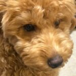『鼻が長いから』と売れ残っていた犬→小学生の頃から飼いたかった犬種で…まさかの『運命の出会い』に感動「あなたに出会うのを待ってたんだよ」(ブログ)