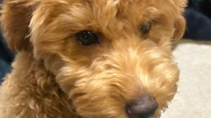 『鼻が長いから』と売れ残っていた犬→小学生の頃から飼いたかった犬種で…まさかの『運命の出会い』に感動「あなたに出会うのを待ってたんだよ」(ブログ)