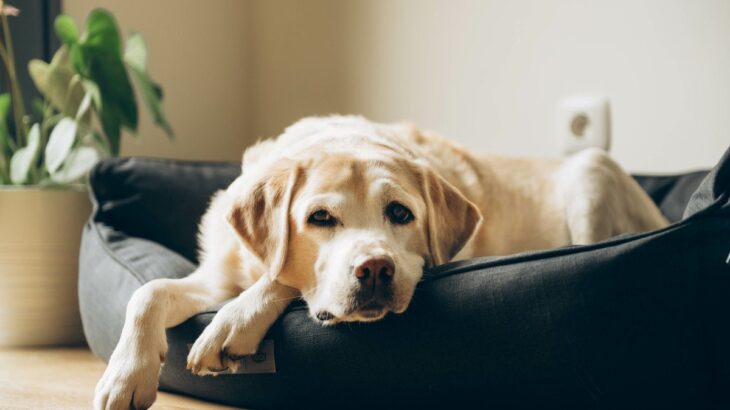犬の『夏バテ』危険な症状6選　今すぐに病院へ連れて行くべき状態とは？(ブログ)
