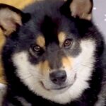 散歩拒否した犬をお迎えに→帰宅後、ご飯を食べたあとに…もはや王様？『とんでもない態度のデカさ』が185万再生「肘ｗｗ」「喧嘩売ってて草」(ブログ)