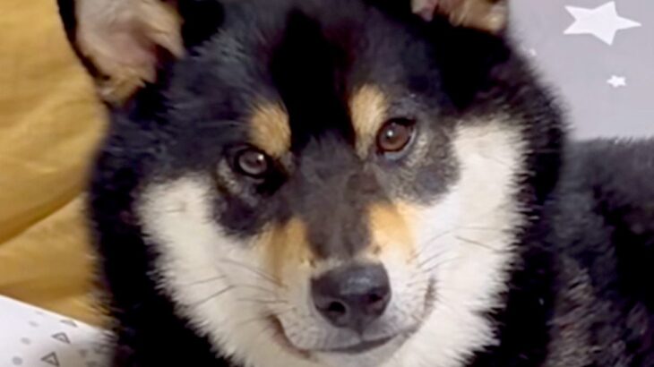 散歩拒否した犬をお迎えに→帰宅後、ご飯を食べたあとに…もはや王様？『とんでもない態度のデカさ』が185万再生「肘ｗｗ」「喧嘩売ってて草」(ブログ)