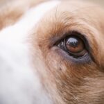 犬が『苦手に感じる色』3選　嫌いなワケや認識しやすいカラーまでご紹介(ブログ)