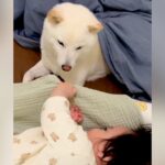 『寝る気ゼロの赤ちゃん』vs『寝かしつけたい犬』微笑ましすぎる平和な攻防が話題「見守っててえらい」「私も寝かしつけてほしい」と絶賛(ブログ)
