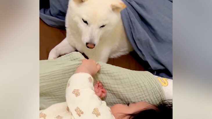 『寝る気ゼロの赤ちゃん』vs『寝かしつけたい犬』微笑ましすぎる平和な攻防が話題「見守っててえらい」「私も寝かしつけてほしい」と絶賛(ブログ)