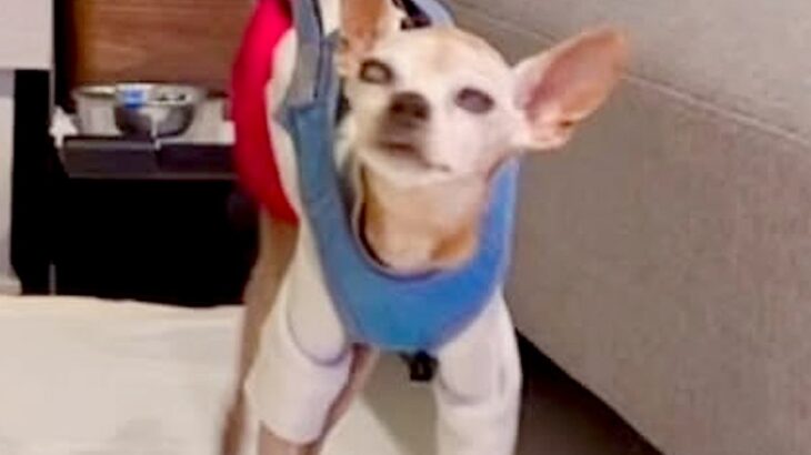 ぐるぐる歩く『グル活』をする18歳のおじいちゃん犬…パパがDIYした『まさかの贈り物』が206万再生「愛がこもってて涙出る」と称賛続々(ブログ)