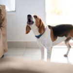 犬が早朝になると吠えてしまう原因4つ　落ち着かせる方法はある？取るべき対処法を解説(ブログ)