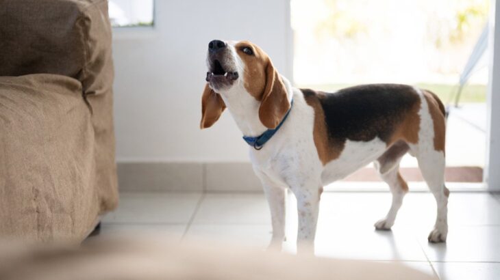 犬が早朝になると吠えてしまう原因4つ　落ち着かせる方法はある？取るべき対処法を解説(ブログ)
