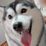 ハスキー犬の兄弟がトリミングへ→兄犬の番になった瞬間…あまりにも邪魔すぎる『まさかの行動』が5万再生「お笑い担当ｗ」「お兄ちゃん大好き」(ブログ)