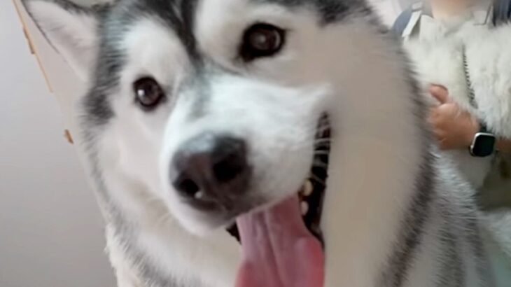 ハスキー犬の兄弟がトリミングへ→兄犬の番になった瞬間…あまりにも邪魔すぎる『まさかの行動』が5万再生「お笑い担当ｗ」「お兄ちゃん大好き」(ブログ)