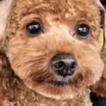 『犬をモヒカンにしてほしい』とオーダーした結果…思っていたのと違う『衝撃的すぎる髪型』が144万再生「ツボったｗ」「遠い目してて草」(ブログ)